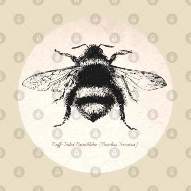 Victorian BumbleBee illustration by Off the Page