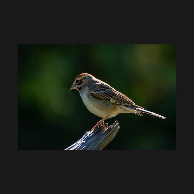 Lark Sparrow Early Morning by Debra Martz