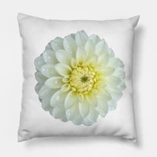 Beautiful White Dahlia Pillow