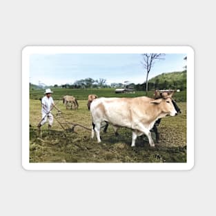 Colorized vintage photo of Mexican Farmer Magnet