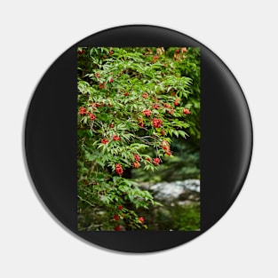 Red Rowan tree berries on branches Pin