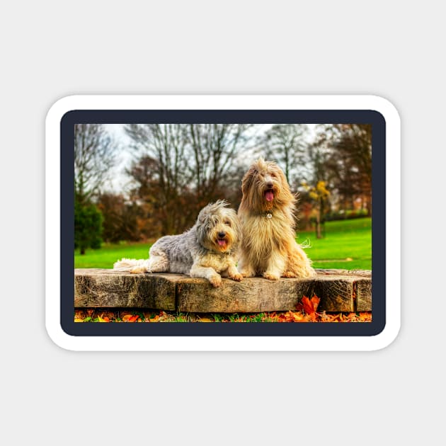 Bearded Collies Posing In The Wind Magnet by tommysphotos