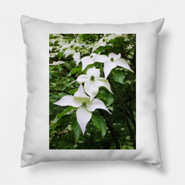 Pointed Dogwood Blossom Pillow by pinkal