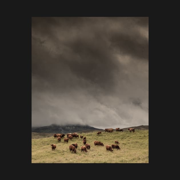 'The Coos, The Clouds and The Clegs', Monzie, Blair Atholl, near Pitlochry. by mucklepawprint