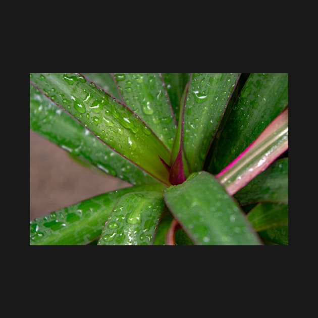 green ornamental plant by likbatonboot