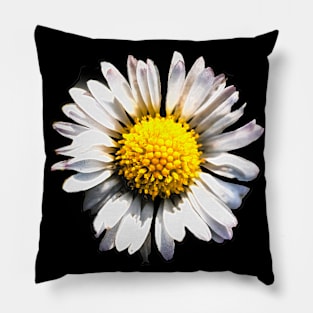 Daisy with white petals Chrysanthemum leucanthemum Pillow