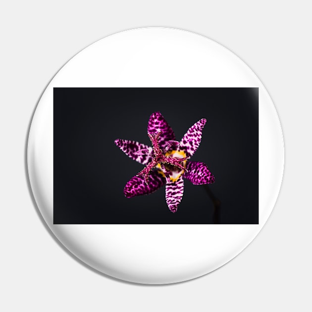 Japanese Toad Lily Flower Pin by blossomcophoto