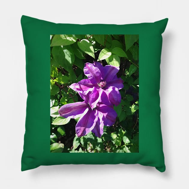 Purple clematis photograph Pillow by esvb