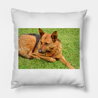 111815 life on the loose Pillow