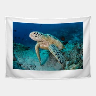 Green turtle resting on reef (C024/7730) Tapestry