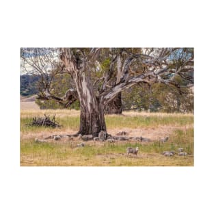 Dozing sheep and River Red Gum, Myrtle Creek, Victoria T-Shirt