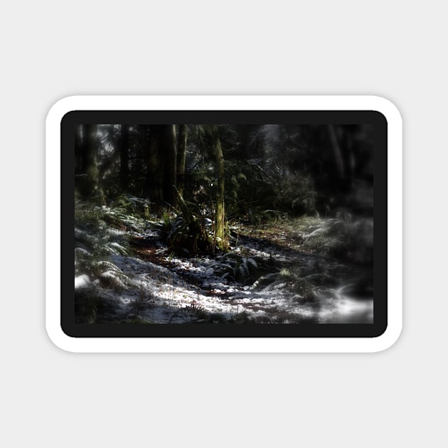 snowy Oregon forest 9 Magnet by DlmtleArt