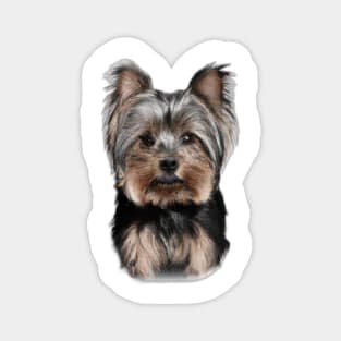 Cute Yorkshire Terrier Magnet