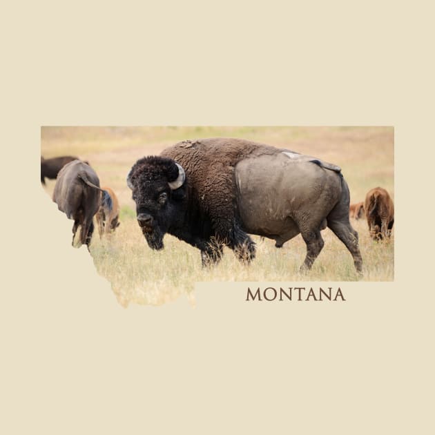 Montana- Bison by Whisperingpeaks