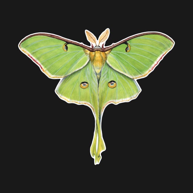 Luna Moth by JadaFitch