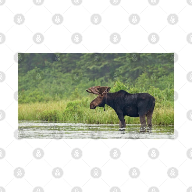 Bull Moose - Algonquin Park, Canada by Jim Cumming