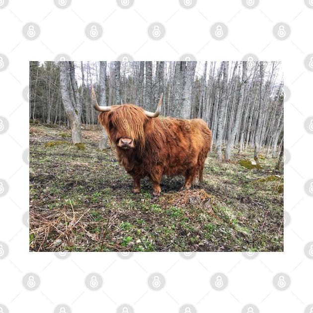 Scottish Highland Cattle Cow 2373 by SaarelaHighland