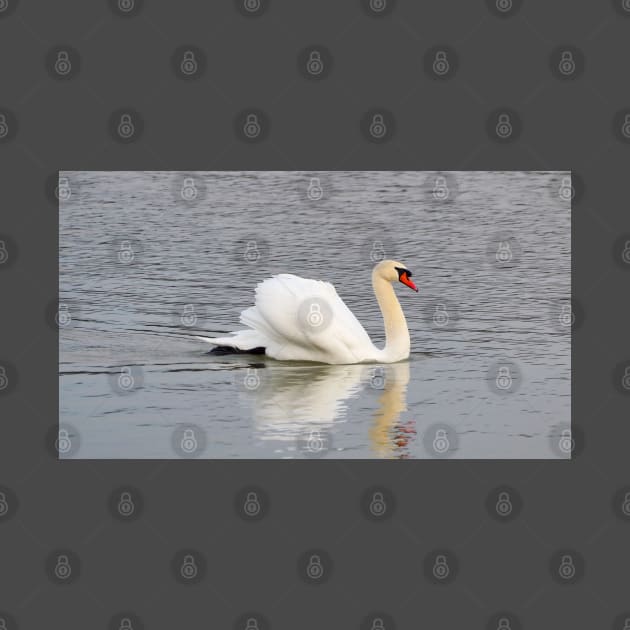 Mute Swan Swimming In The Water by BackyardBirder