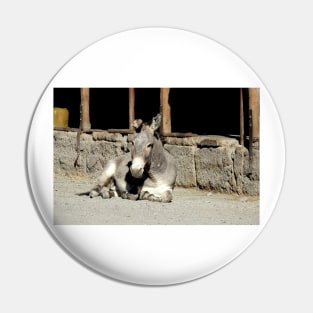 Wild burros, donkeys, wildlife, Restless Spirit Pin