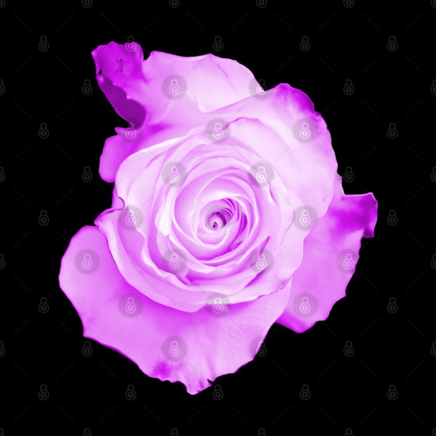 Purple Rose by RaphaelWolf