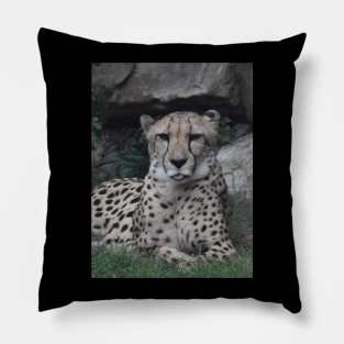 Cheetah Pillow