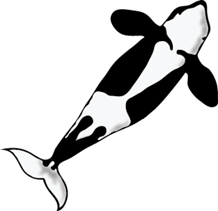 Jumping killer whale orca belly Magnet