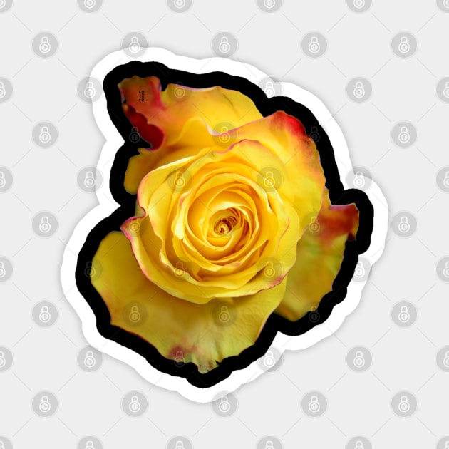 Yellow Rose Magnet by RaphaelWolf