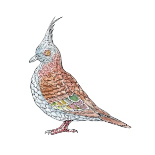 Crested Pigeon T-Shirt