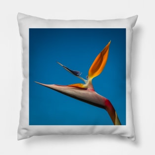 Bird-of-Paradise (Strelitzia) Pillow