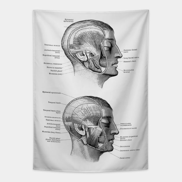 Face Muscular Diagram - Dual Side View Tapestry by Vintage Anatomy Prints