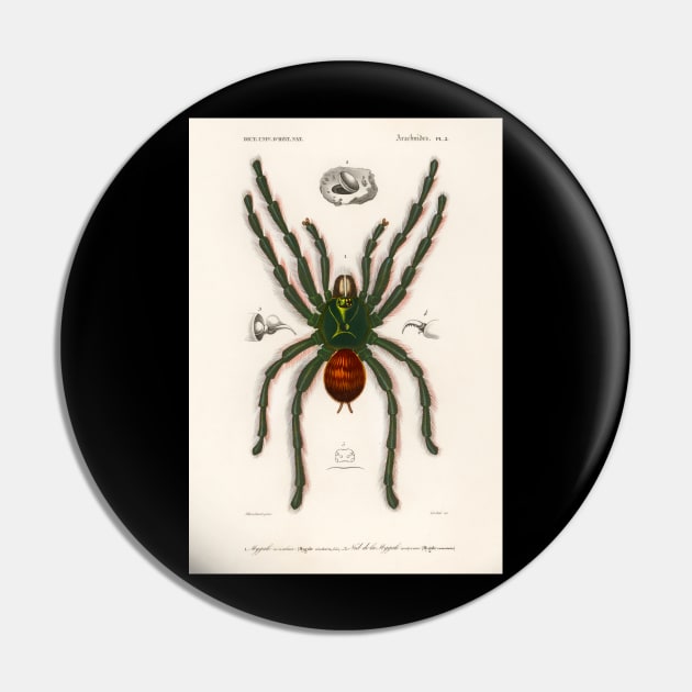 Pinktoe tarantula (Mygalomorphae) illustrated by Charles Dessalines D' Orbigny (1806-1876 Pin by Rosettemusicandguitar