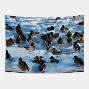 Mallard Ducks Sitting In The Snow Tapestry