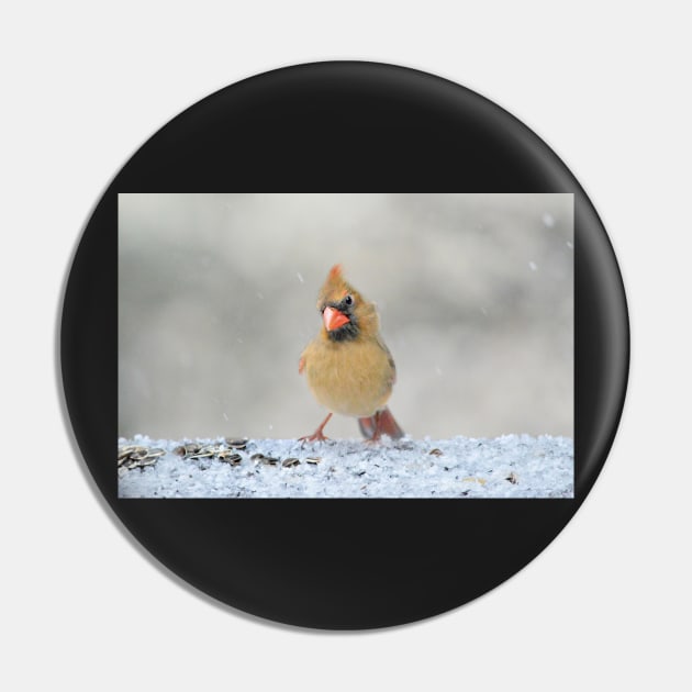 Curious Cardinal Pin by LaurieMinor