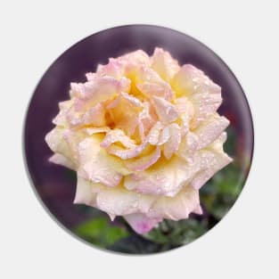 Yellow Rose in Spring Rain Pin