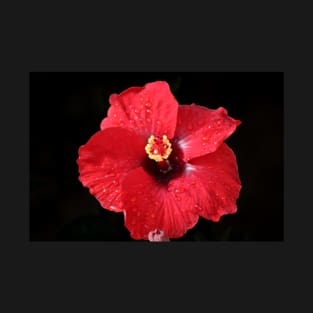 Red Hibiscus on Black T-Shirt