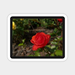 Lone Red Rose 1 Magnet