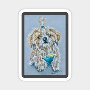 Shih Tzu with a ponytail Magnet