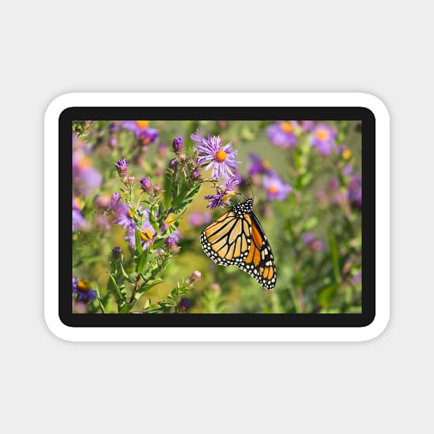 Papillon Monarque Magnet by EugeJ