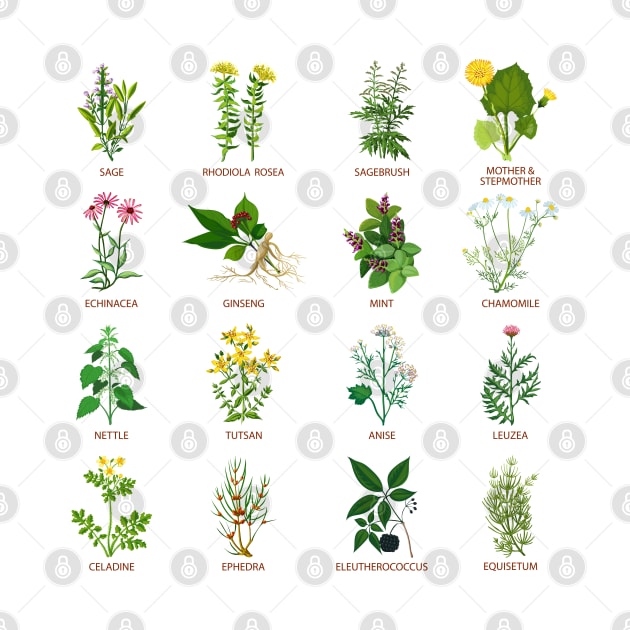 Wildflower Herbs by iconicole