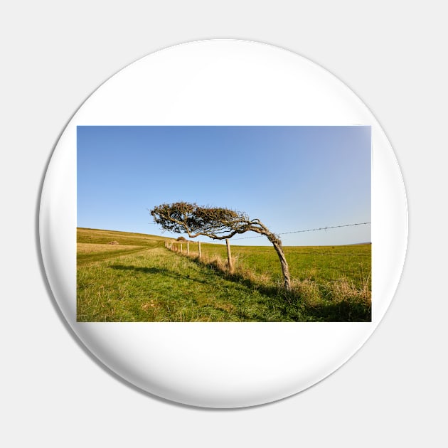 Windswept Tree Pin by GrahamPrentice