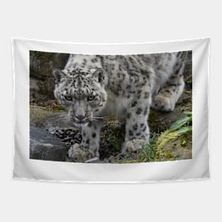 snow leopard looking for food running down a rocky hillside Tapestry