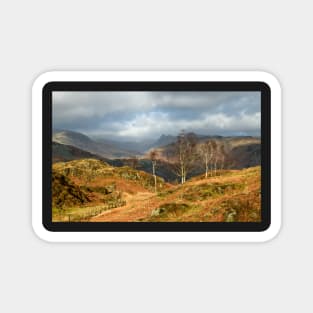 Silver Birches of Holme Fell Magnet