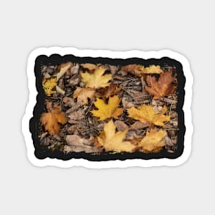 Colorful leaves - Fall, Autumn Magnet