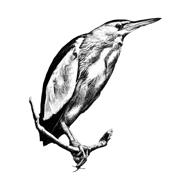 Little bittern by Guardi