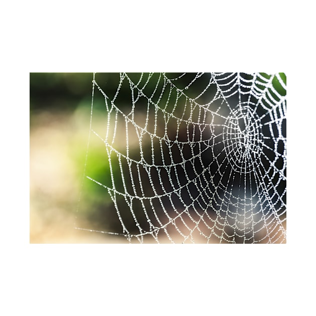 Arachnid artistic blur bokeh by mydesignontrack