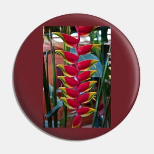 Costa Rica. Exotic Flower -  Heliconia pendula. Pin