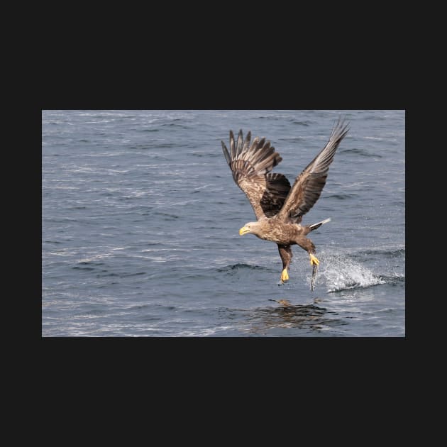 White-tailed eagle's successful fishing by mjoncheres