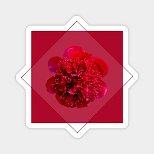 Red Peony Flower in a Diamond Design Magnet