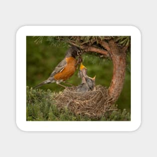 American Robin Feeding Chicks Magnet