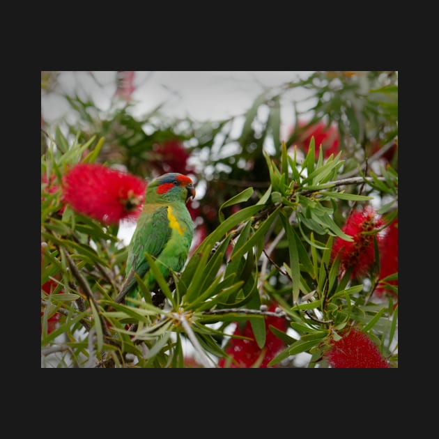 Musk Lorikeet and Bottle brush by Bevlyn